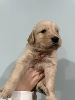 White (AKC), a female Golden Retriever for sale in Atlanta, GA – Photo 1 of 2