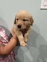 White (AKC) FL and GA, a female Golden Retriever for sale in Saint Augustine, FL – Photo 7 of 7