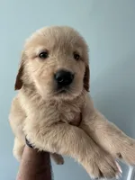 White (AKC) FL and GA, a female Golden Retriever for sale in Saint Augustine, FL – Photo 5 of 7