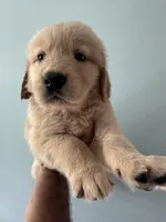 White (AKC) FL and GA, a female Golden Retriever for sale in Saint Augustine, FL – Photo 6 of 7