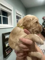 Yellow Collar (Female), a  Golden Retriever for sale in Tampa, FL – 2 of 2