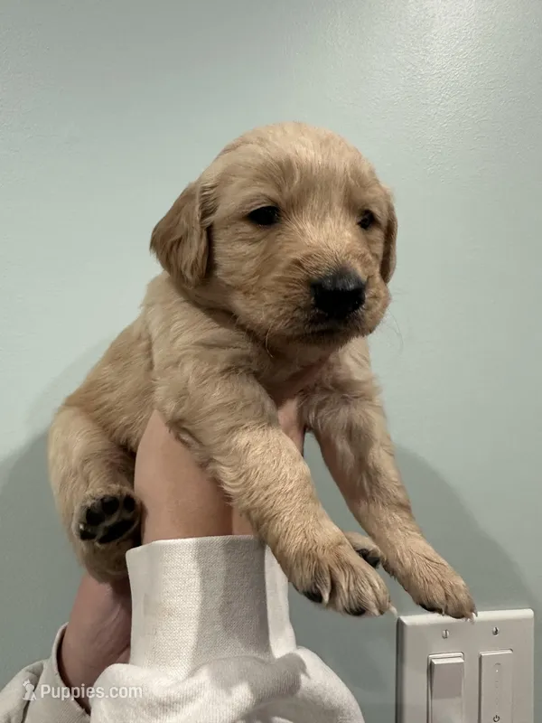 Tony (Red) AKC, a male Golden Retriever for sale in Atlanta, GA – Photo 1 of 6
