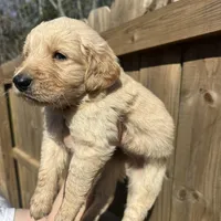 Red (AKC), a male Golden Retriever for sale in Saint Augustine, FL – Photo 4 of 4