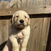 Red (AKC), a male Golden Retriever for sale in Saint Augustine, FL – Photo 3 of 4