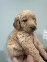 Red (AKC), a male Golden Retriever for sale in Saint Augustine, FL – Photo 2 of 4