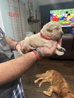 Tony (Red), a male Golden Retriever for sale in Saint Augustine, FL – Photo 3 of 4