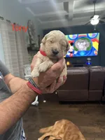 Tony (Red), a male Golden Retriever for sale in Saint Augustine, FL – Photo 2 of 4