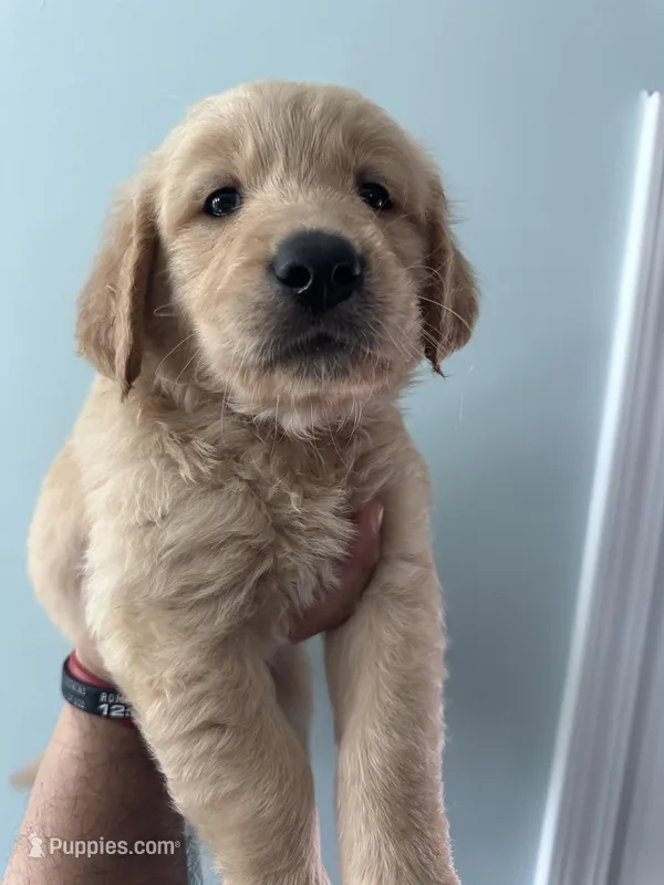 Red (AKC) – Golden Retriever puppy for sale in Atlanta, GA