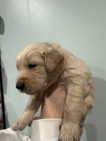 Tony (Red) AKC, a male Golden Retriever for sale in Atlanta, GA – Photo 2 of 6