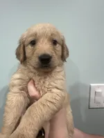 Red (AKC), a male Golden Retriever for sale in Saint Augustine, FL – Photo 1 of 4