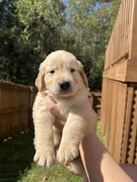 Blue Collar (Male) AKC, a male Golden Retriever for sale in Jacksonville, FL – 1 of 5