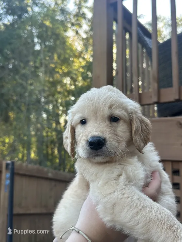 Red Collar (Male) AKC – Golden Retriever puppy for sale in Jacksonville, FL