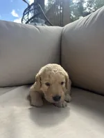 Orange Collar (Male) AKC, a male Golden Retriever for sale in Jacksonville, FL – 3 of 4