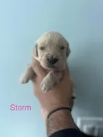 Storm (Pink), a female Golden Retriever for sale in Saint Augustine, FL – Photo 1 of 4