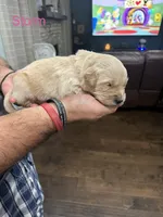 Storm (Pink), a female Golden Retriever for sale in Saint Augustine, FL – Photo 3 of 4