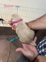 Storm (Pink), a female Golden Retriever for sale in Saint Augustine, FL – Photo 4 of 4