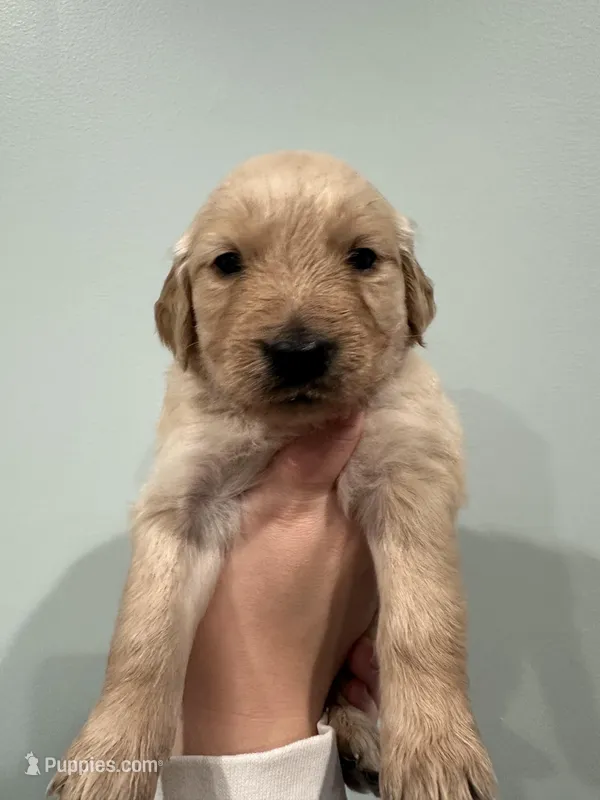 Storm (Pink) AKC, a female Golden Retriever for sale in Atlanta, GA – Photo 1 of 6