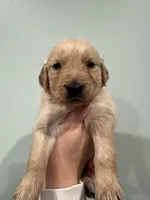 Storm (Pink) AKC, a female Golden Retriever for sale in Atlanta, GA – Photo 1 of 6