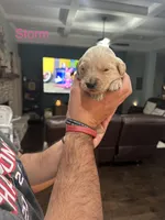 Storm (Pink), a female Golden Retriever for sale in Saint Augustine, FL – Photo 2 of 4