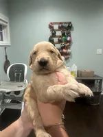 Green Collar (Male) AKC, a  Golden Retriever for sale in Tampa, FL – 3 of 3