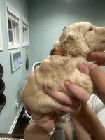 Orange Collar (Male) AKC, a  Golden Retriever for sale in Tampa, FL – 2 of 2