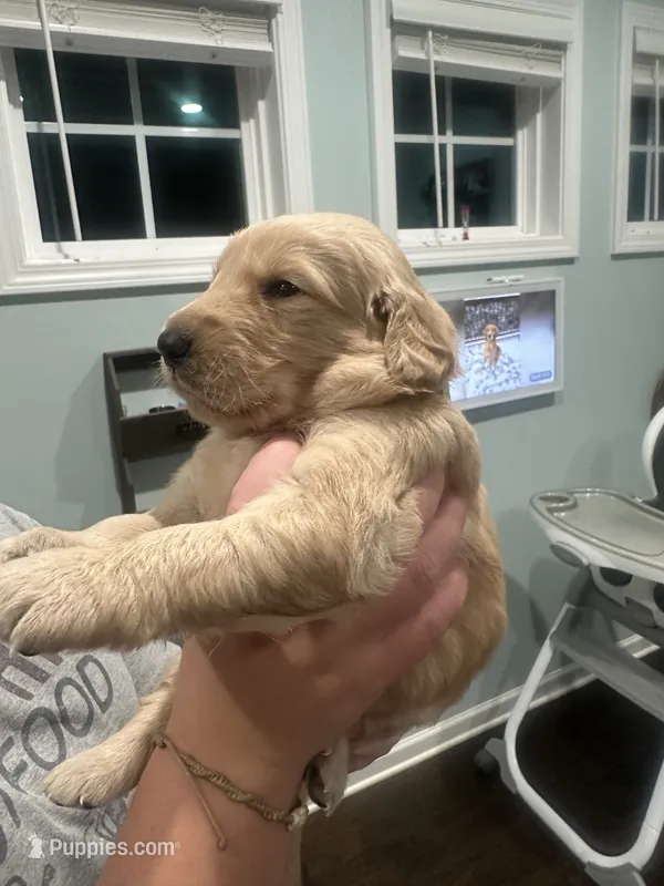 Green Collar (Male) AKC – Golden Retriever puppy for sale in Tampa, FL