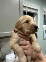 Pink Collar (Female) AKC, a  Golden Retriever for sale in Tampa, FL – 3 of 3