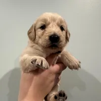Wanda (Orange) AKC, a female Golden Retriever for sale in Tampa, FL – Photo 5 of 8