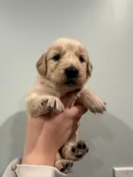 Wanda (Orange) AKC, a female Golden Retriever for sale in Atlanta, GA – Photo 1 of 6