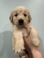 Wanda (Orange) AKC, a female Golden Retriever for sale in Tampa, FL – Photo 1 of 8