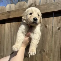 Wanda (Orange) AKC, a female Golden Retriever for sale in Tampa, FL – Photo 3 of 8
