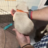 Wanda (Orange) AKC, a female Golden Retriever for sale in Tampa, FL – Photo 8 of 8