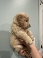 Wanda (Orange) AKC, a female Golden Retriever for sale in Tampa, FL – Photo 2 of 8