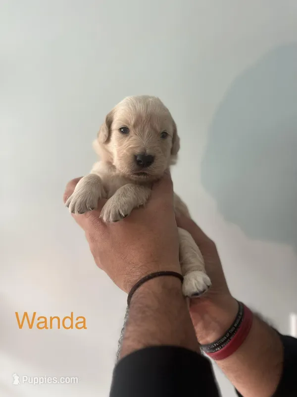 Wanda (Orange)
