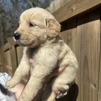 Wanda (Orange) AKC, a female Golden Retriever for sale in Tampa, FL – Photo 4 of 8