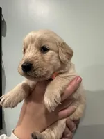 Wanda (Orange) AKC, a female Golden Retriever for sale in Atlanta, GA – Photo 2 of 6