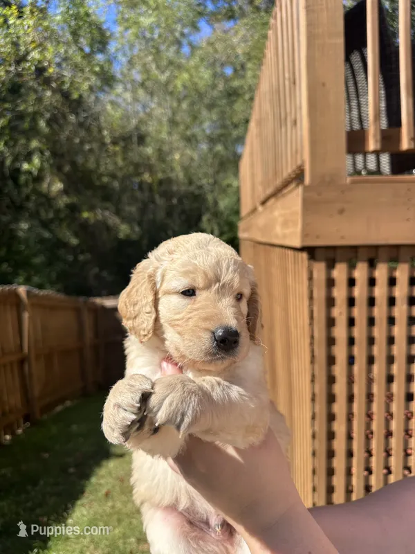 Orange Collar (Male) AKC – Golden Retriever puppy for sale in Jacksonville, FL