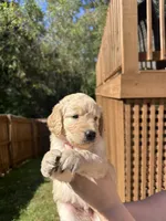 Orange Collar (Male) AKC, a male Golden Retriever for sale in Jacksonville, FL – 1 of 4