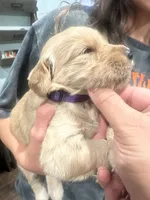 Purple Collar (Female) AKC, a  Golden Retriever for sale in Tampa, FL – 3 of 3