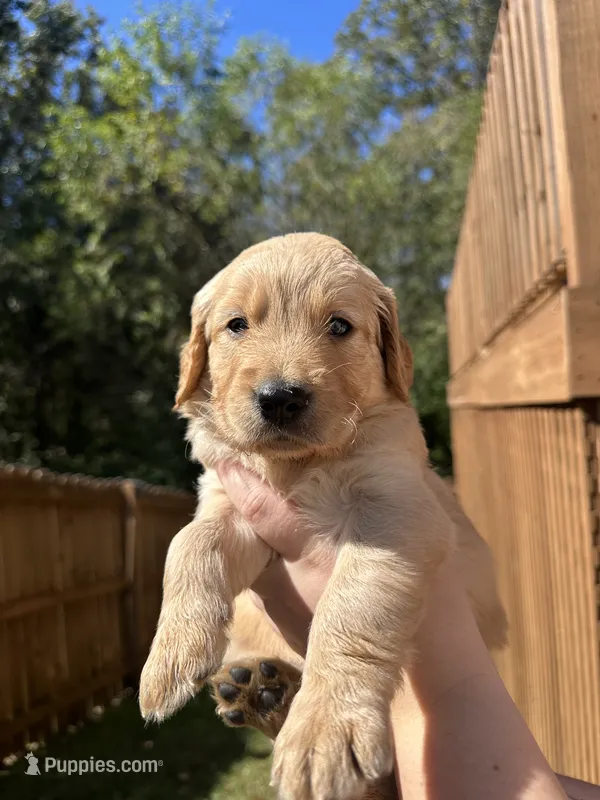 Pink Collar (Female) AKC – Golden Retriever puppy for sale in Jacksonville, FL