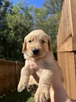 Pink Collar (Female) AKC, a female Golden Retriever for sale in Jacksonville, FL – 1 of 4
