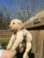 Orange (AKC), a female Golden Retriever for sale in Saint Augustine, FL – Photo 2 of 2