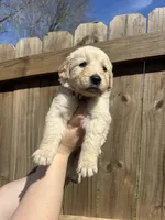 Orange (AKC), a female Golden Retriever for sale in Saint Augustine, FL – Photo 1 of 2