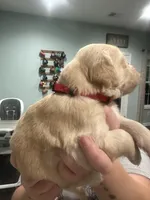 Red Collar (Male) AKC, a  Golden Retriever for sale in Tampa, FL – 2 of 3