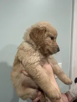 Blue (AKC), a male Golden Retriever for sale in Saint Augustine, FL – Photo 2 of 4