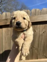 Blue (AKC), a male Golden Retriever for sale in Saint Augustine, FL – Photo 3 of 4