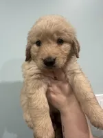 Blue (AKC), a male Golden Retriever for sale in Saint Augustine, FL – Photo 1 of 4