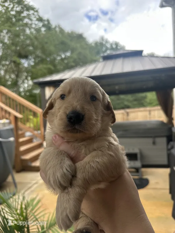 Green Collar (Male) AKC – Golden Retriever puppy for sale in Tampa, FL