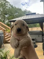 Green Collar (Male) AKC, a male Golden Retriever for sale in Jacksonville, FL – 1 of 6