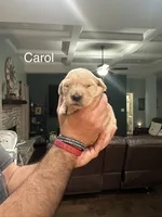 Carol (White), a female Golden Retriever for sale in Saint Augustine, FL – Photo 2 of 4